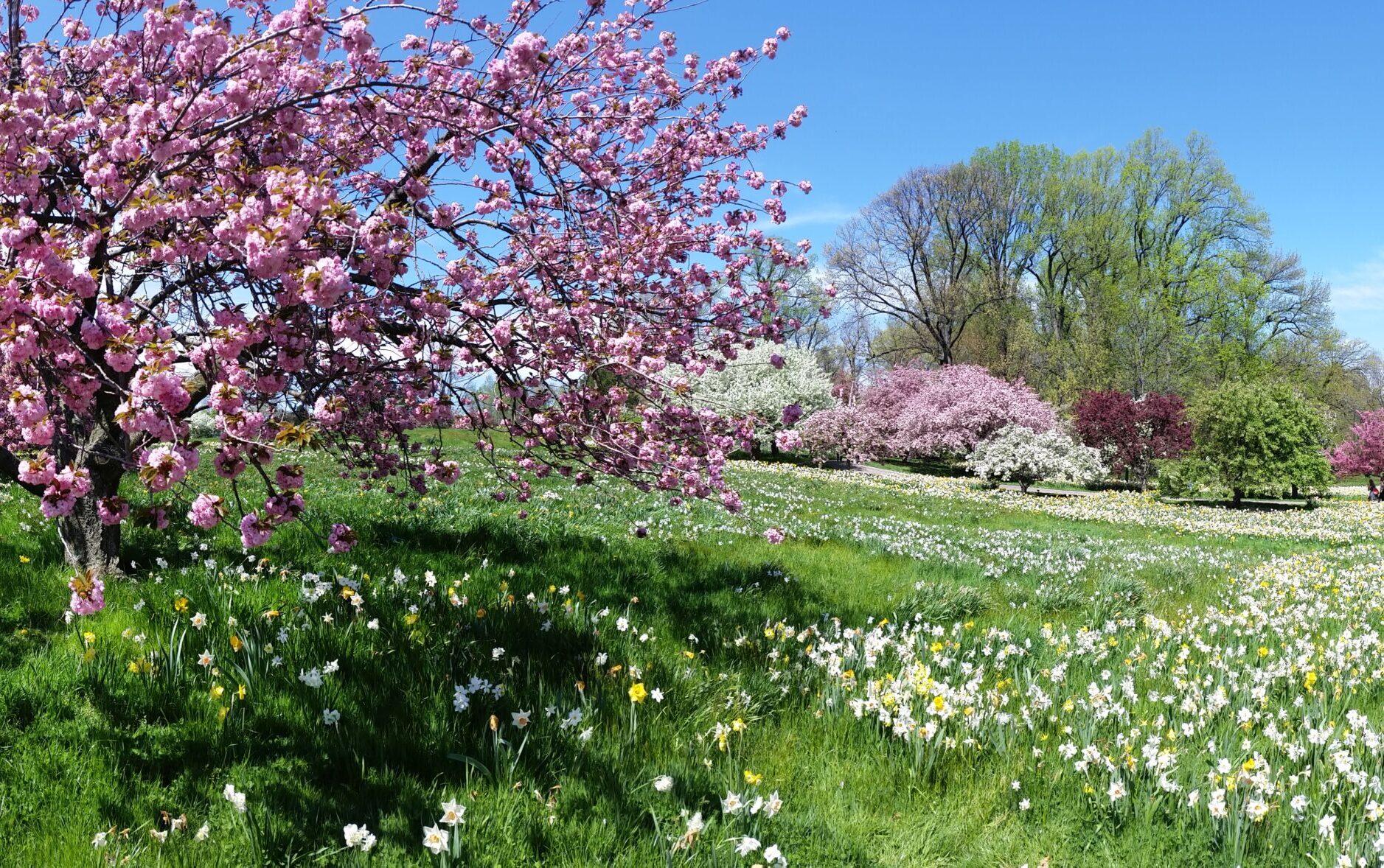 10 Essential Gardening Jobs to Do in April