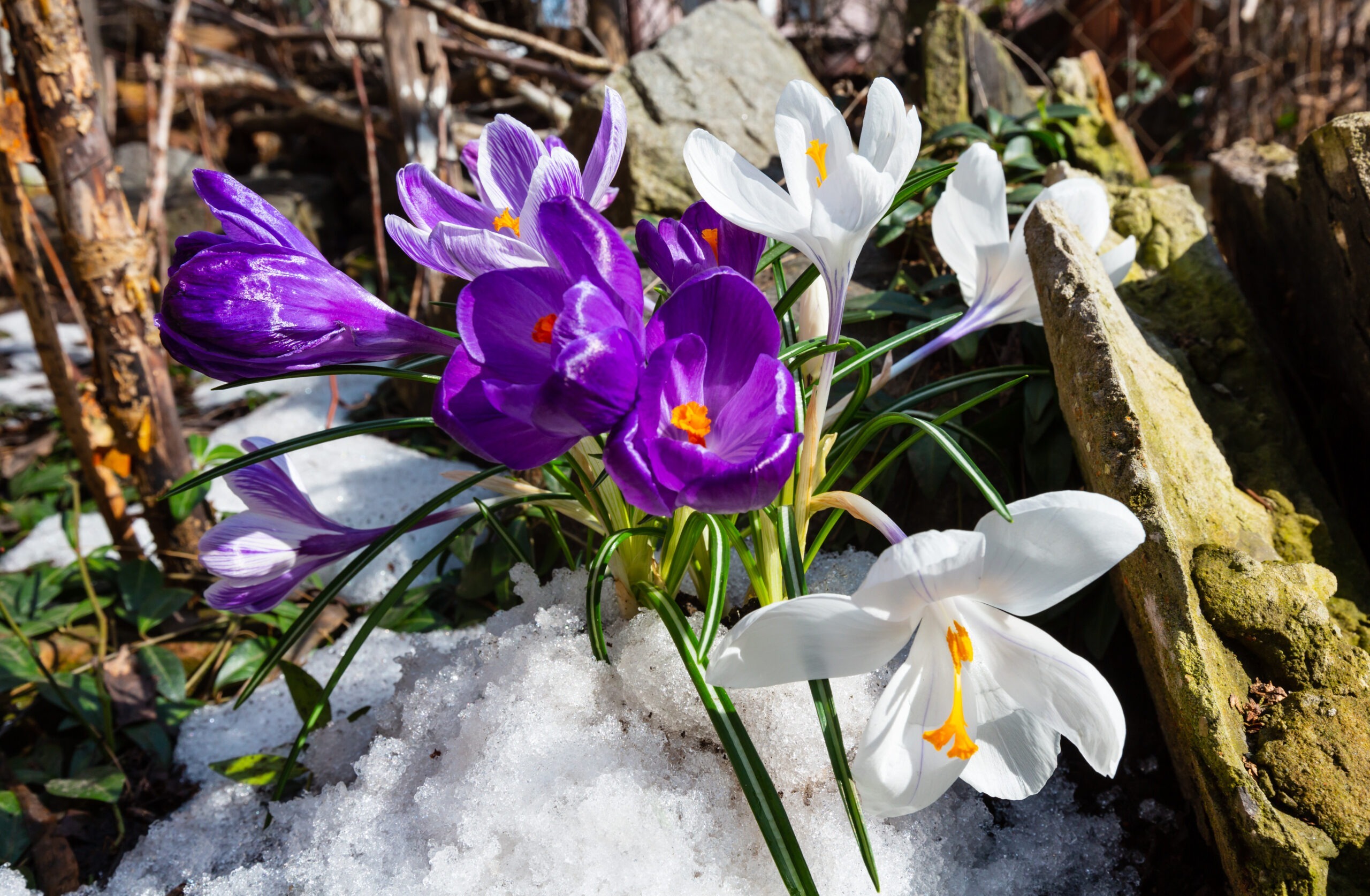 10 Essential Gardening Jobs to Do in February