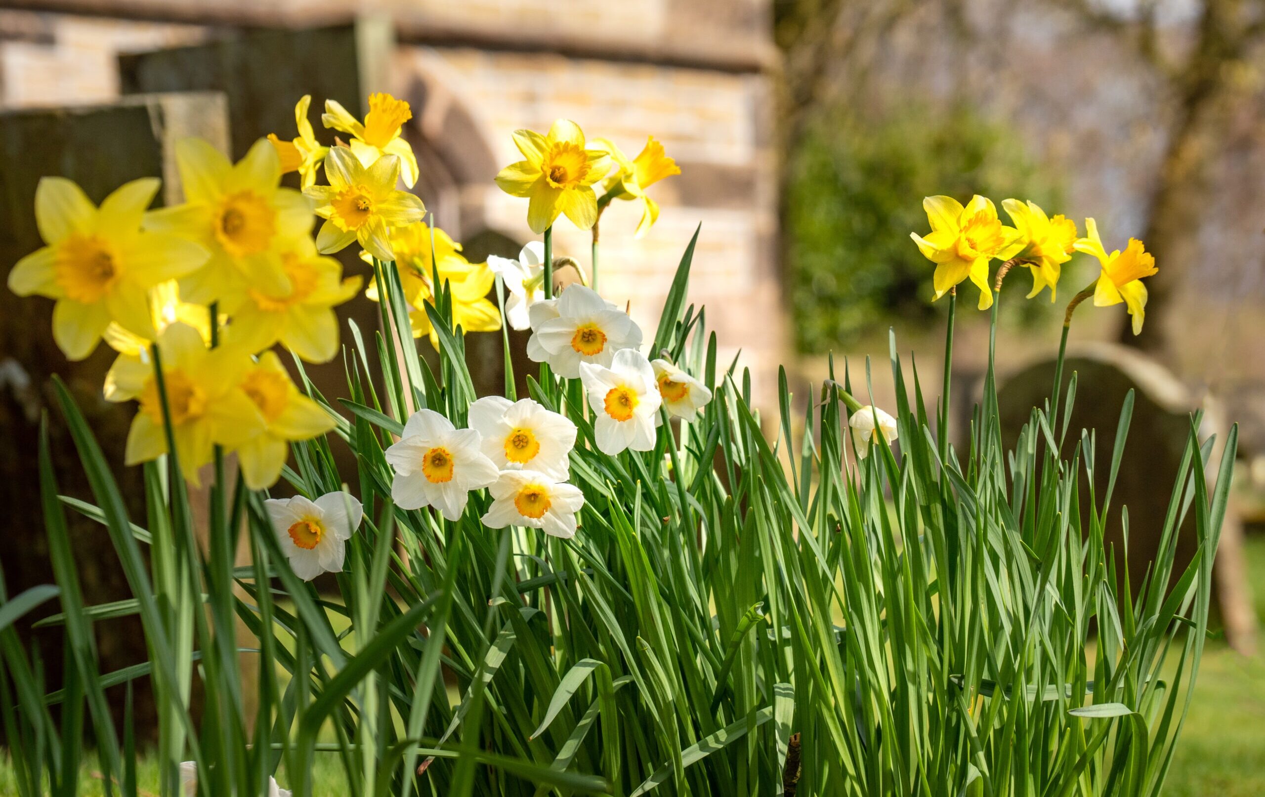 10 Essential Gardening Jobs to Do in March