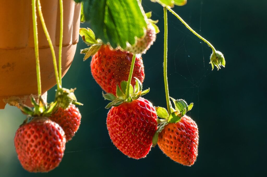 Strawberries