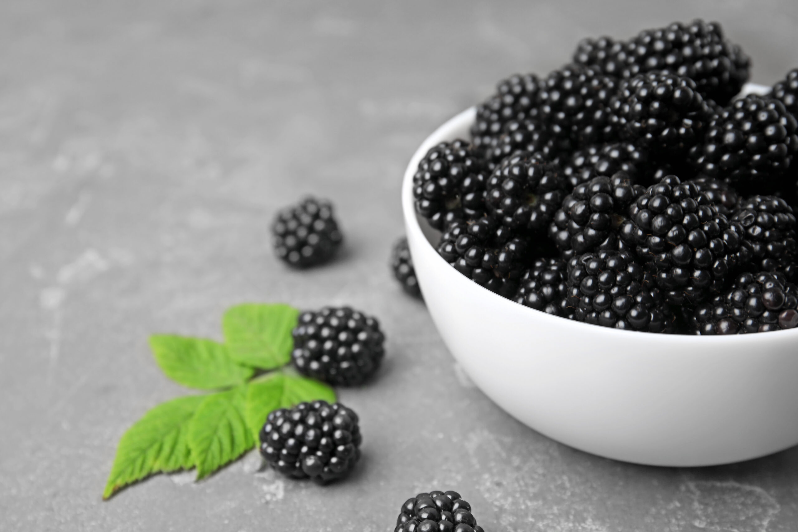 A Beginner’s Guide to Growing Blackberries