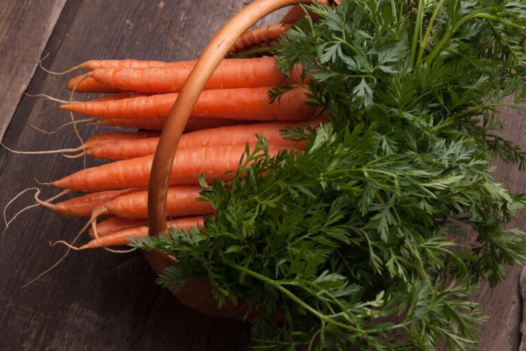 A Beginner’s Guide to Growing Carrots