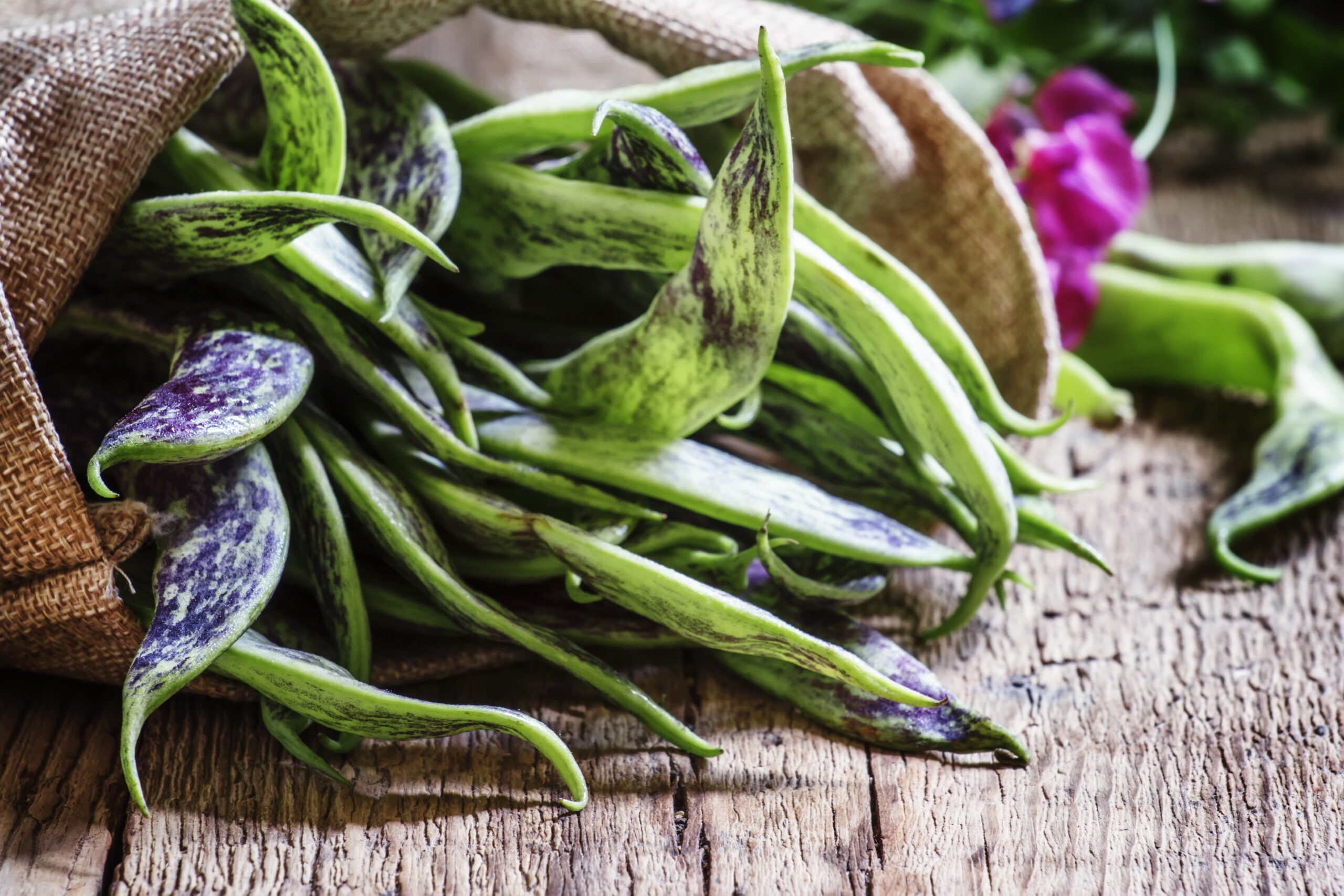 How to Grow Broad Beans Through Autumn and Winter