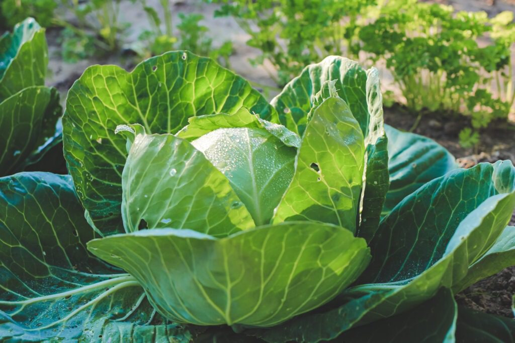 How to Grow Spring Cabbage Through Autumn and Winter