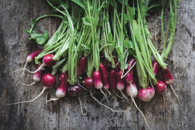 A Beginner’s Guide to Growing Radishes