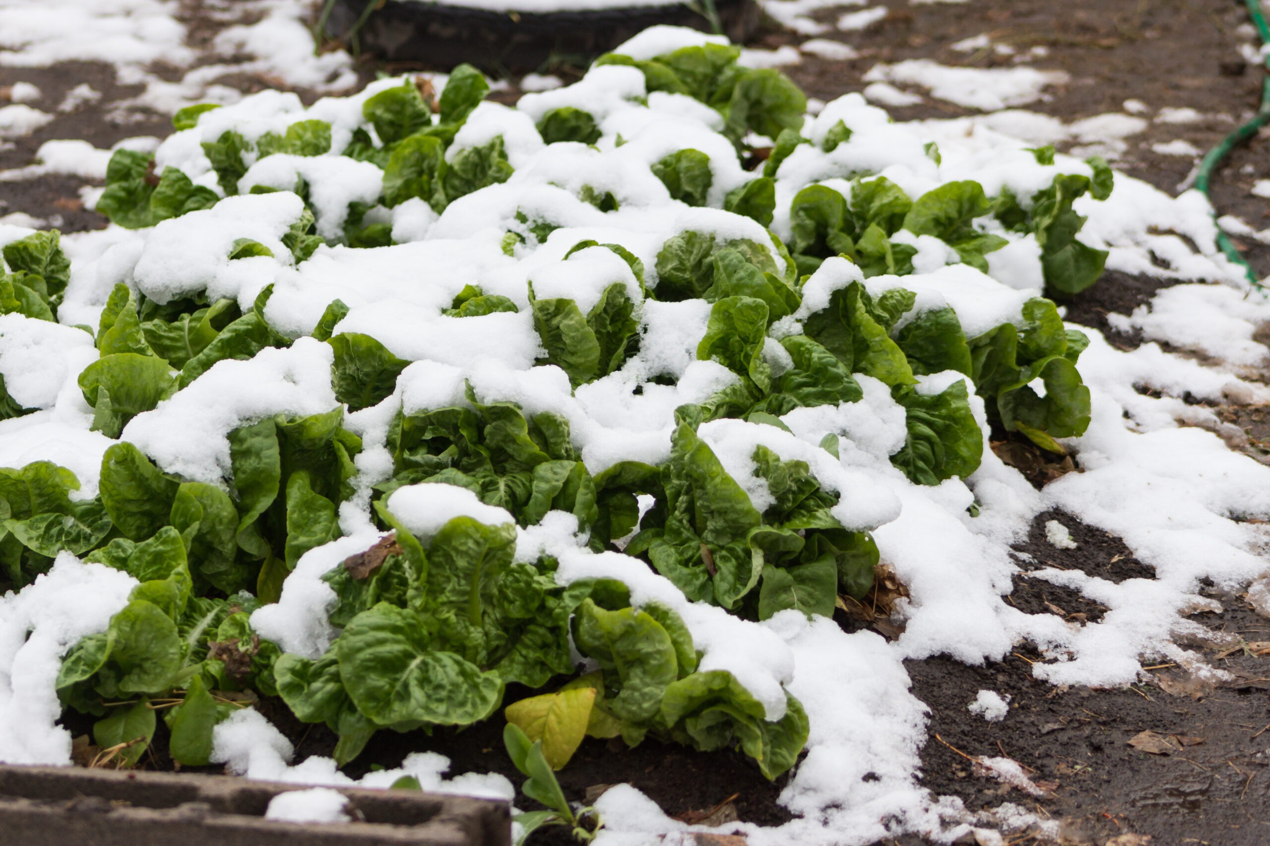 How to Grow Winter Lettuce Through Autumn and Winter