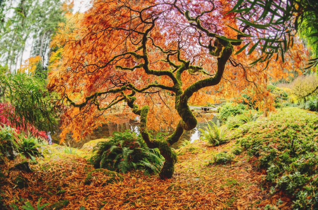10 Essential Gardening Jobs to Do in November