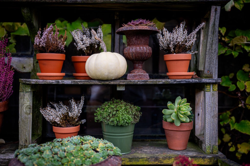 10 Essential Gardening Jobs to Do in October