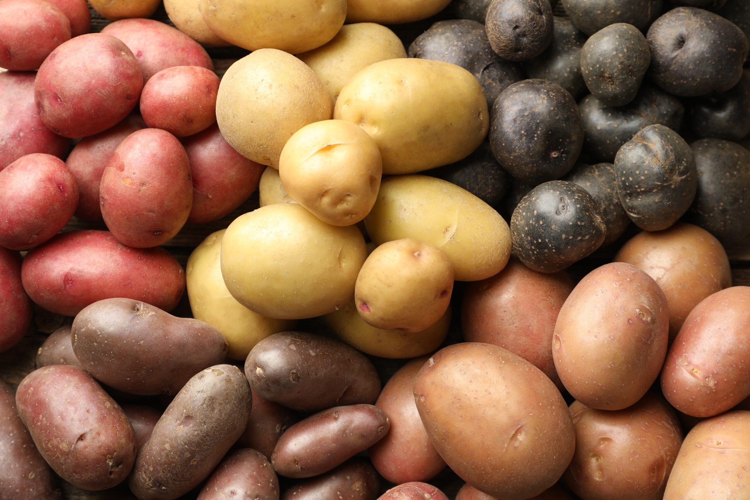 Which Potatoes Should You Grow? A Guide to Potato Varieties