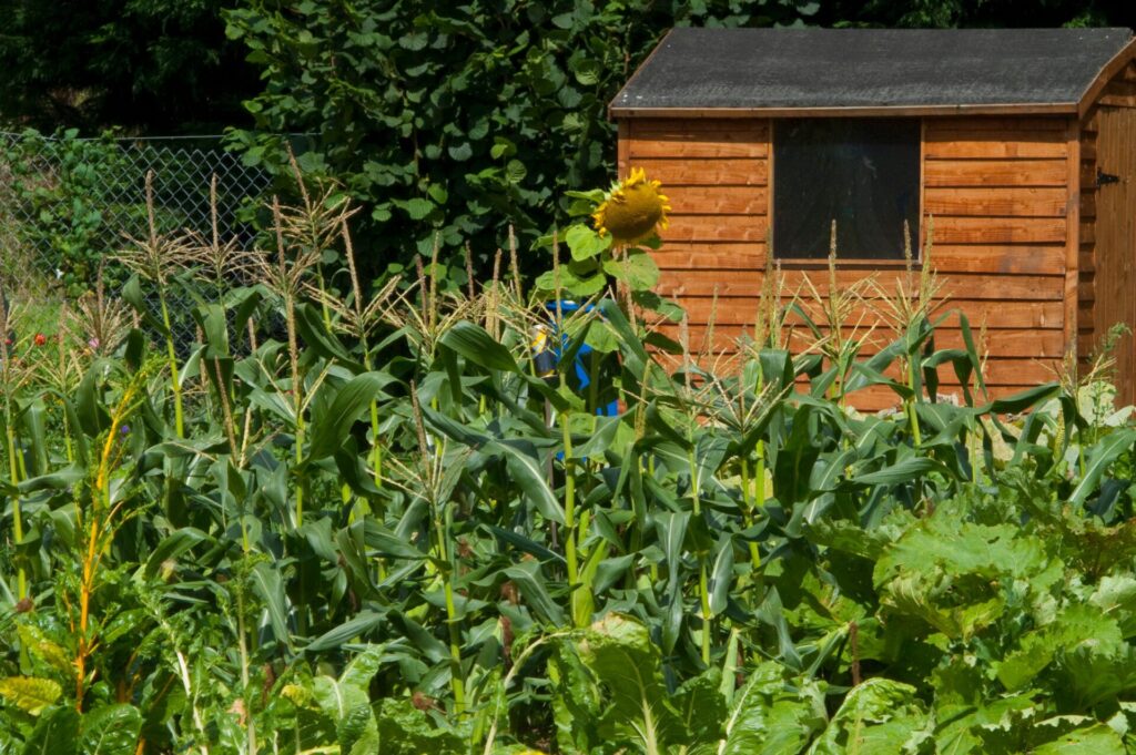 10 Essential Gardening Jobs to Do in August